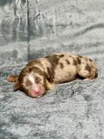 Sweetie Pie, a female Toy Australian Shepherd for sale in Lincoln, CA – Photo 2 of 2