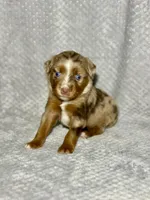 Sweetie Pie, a female Toy Australian Shepherd for sale in Lincoln, CA – Photo 7 of 7
