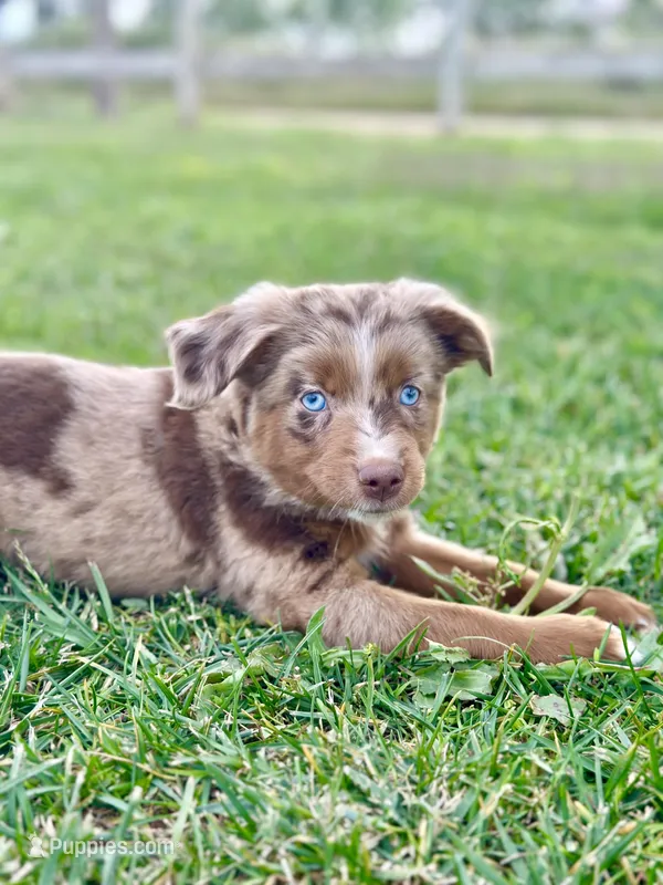 Sweetie Pie – Toy Australian Shepherd puppy for sale in Lincoln, CA