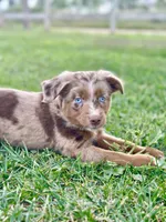 Sweetie Pie, a female Toy Australian Shepherd for sale in Lincoln, CA – 1 of 8
