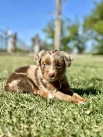 Sweetie Pie, a female Toy Australian Shepherd for sale in Lincoln, CA – Photo 3 of 7