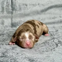 Sweetie Pie, a female Toy Australian Shepherd for sale in Lincoln, CA – Photo 5 of 7