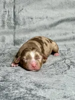 Sweetie Pie, a female Toy Australian Shepherd for sale in Lincoln, CA – Photo 1 of 2