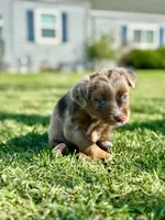 Sweetie Pie, a female Toy Australian Shepherd for sale in Lincoln, CA – Photo 2 of 7