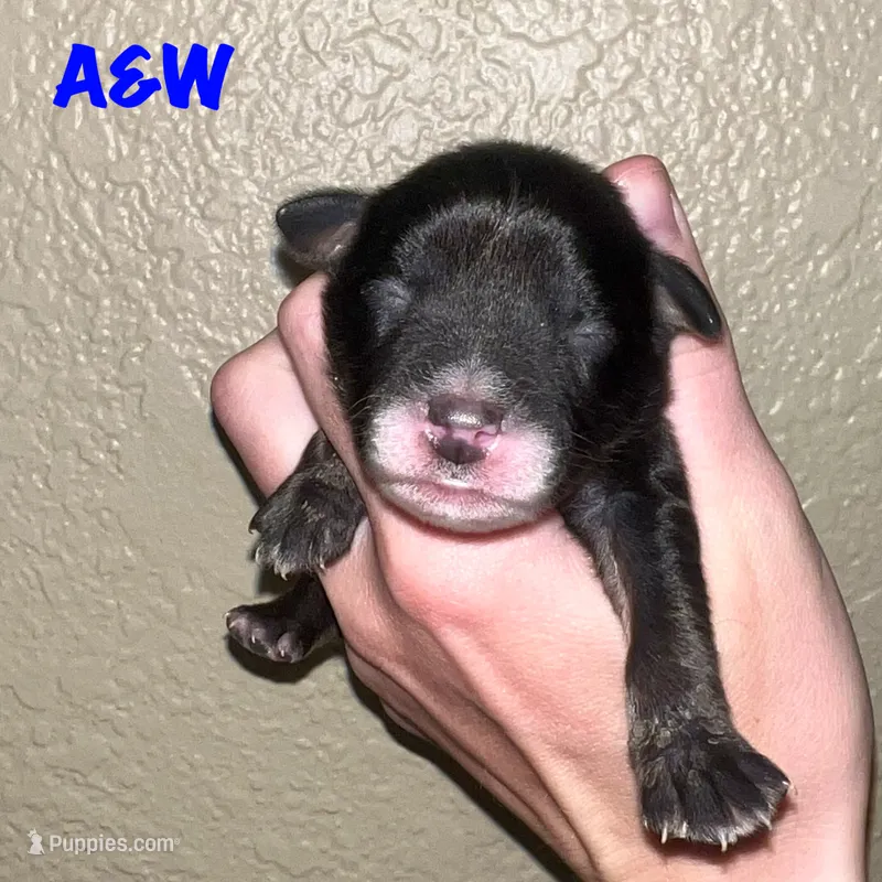 A&W – Miniature Australian Shepherd puppy for sale in Lincoln, CA