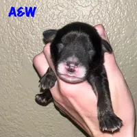 A&W, a male Miniature Australian Shepherd for sale in Lincoln, CA – 1 of 1