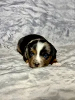 Fanta, a female Miniature Australian Shepherd for sale in Lincoln, CA – 9 of 9
