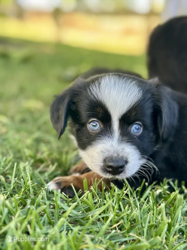 Crush  – Miniature Australian Shepherd puppy for sale in Lincoln, CA