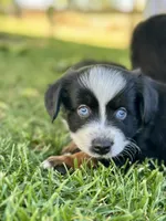 Crush , a male Miniature Australian Shepherd for sale in Lincoln, CA – 1 of 6