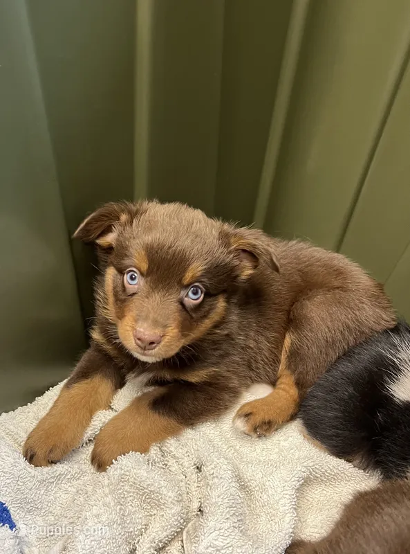 Olipop – Miniature Australian Shepherd puppy for sale in Lincoln, CA