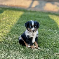 Mr. Goodbar, a male Miniature Australian Shepherd for sale in Lincoln, CA – Photo 1 of 3