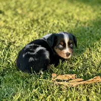 Mr. Goodbar, a male Miniature Australian Shepherd for sale in Lincoln, CA – Photo 2 of 3