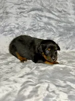 Dr. Pepper, a male Miniature Australian Shepherd for sale in Lincoln, CA – 7 of 8