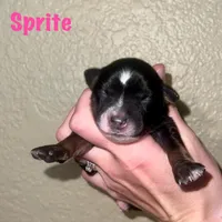 Sprite, a female Miniature Australian Shepherd for sale in Lincoln, CA – 1 of 1