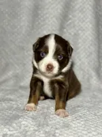 Cupid, a male Toy Australian Shepherd for sale in Lincoln, CA – Photo 3 of 5