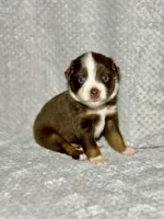 Cupid, a male Toy Australian Shepherd for sale in Lincoln, CA – Photo 5 of 5