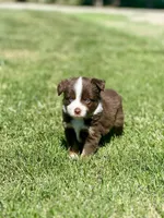 Cupid, a male Toy Australian Shepherd for sale in Lincoln, CA – Photo 2 of 5
