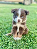 Cupid, a male Toy Australian Shepherd for sale in Lincoln, CA – Photo 1 of 5