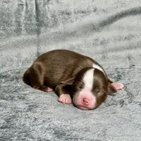 Cupid, a male Toy Australian Shepherd for sale in Lincoln, CA – Photo 4 of 5