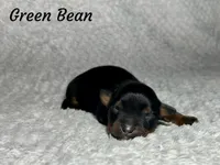 Green Bean, a male Miniature Australian Shepherd for sale in Lincoln, CA – Photo 5 of 5