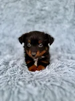 Green Bean, a male Miniature Australian Shepherd for sale in Lincoln, CA – Photo 4 of 5