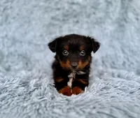 Green Bean, a male Miniature Australian Shepherd for sale in Lincoln, CA – Photo 2 of 5