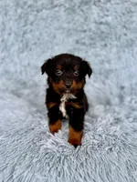 Green Bean, a male Miniature Australian Shepherd for sale in Lincoln, CA – Photo 3 of 5