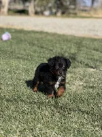Green Bean, a male Miniature Australian Shepherd for sale in Lincoln, CA – Photo 1 of 5