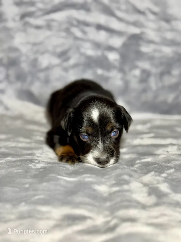 Sprite – Miniature Australian Shepherd puppy for sale in Lincoln, CA