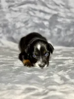 Sprite, a female Miniature Australian Shepherd for sale in Lincoln, CA – 4 of 6