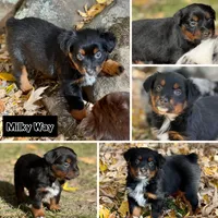 Milky Way, a female Miniature Australian Shepherd for sale in Lincoln, CA – Photo 2 of 2