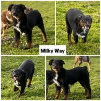 Milky Way, a female Miniature Australian Shepherd for sale in Lincoln, CA – Photo 1 of 2
