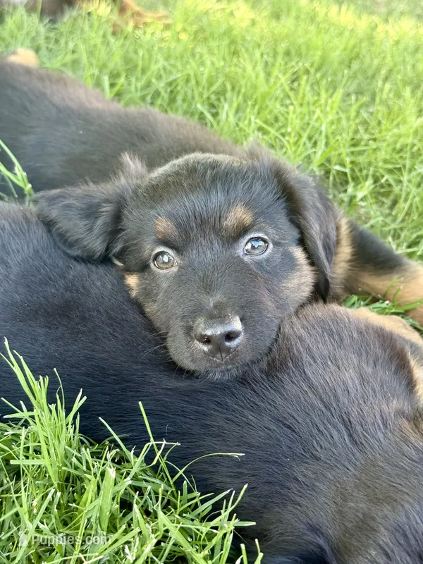 Mountain Dew – Miniature Australian Shepherd puppy for sale in Lincoln, CA