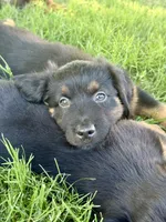 Mountain Dew, a male Miniature Australian Shepherd for sale in Lincoln, CA – 1 of 7