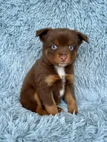 Grinch, a male Toy Australian Shepherd for sale in Lincoln, CA – Photo 4 of 5