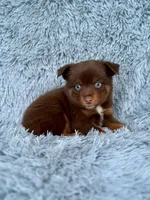 Grinch, a male Toy Australian Shepherd for sale in Lincoln, CA – Photo 1 of 5