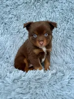 Grinch, a male Toy Australian Shepherd for sale in Lincoln, CA – Photo 3 of 5