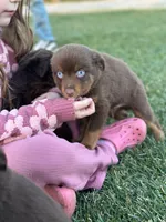 Grinch, a male Toy Australian Shepherd for sale in Lincoln, CA – Photo 2 of 5