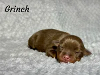 Grinch, a male Toy Australian Shepherd for sale in Lincoln, CA – Photo 5 of 5