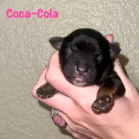 Coca-Cola, a female Miniature Australian Shepherd for sale in Lincoln, CA – 1 of 1