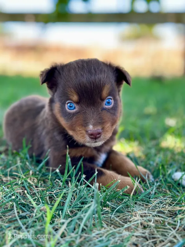 Olipop – Miniature Australian Shepherd puppy for sale in Lincoln, CA