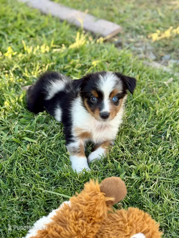 Alani  – Miniature Australian Shepherd puppy for sale in Lincoln, CA