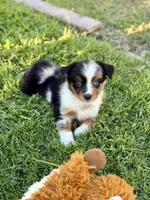 Alani , a female Miniature Australian Shepherd for sale in Lincoln, CA – 1 of 6
