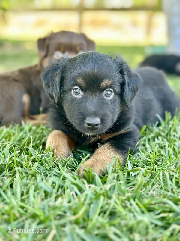 Mountain Dew – Miniature Australian Shepherd puppy for sale in Lincoln, CA
