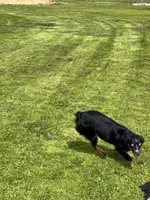 Jelly, a female Miniature Australian Shepherd for sale in Lincoln, CA – Photo 3 of 5