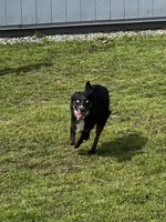 Jelly, a female Miniature Australian Shepherd for sale in Lincoln, CA – Photo 2 of 5