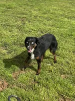 Jelly, a female Miniature Australian Shepherd for sale in Lincoln, CA – Photo 1 of 5