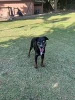 Jelly, a female Miniature Australian Shepherd for sale in Lincoln, CA – Photo 5 of 5