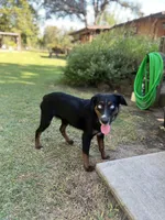 Jelly, a female Miniature Australian Shepherd for sale in Lincoln, CA – Photo 4 of 5
