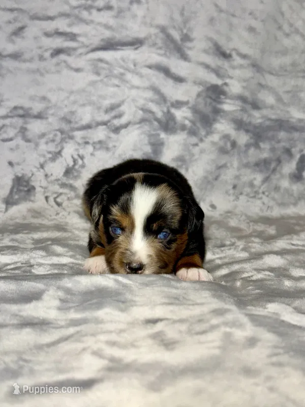 Fanta – Miniature Australian Shepherd puppy for sale in Lincoln, CA